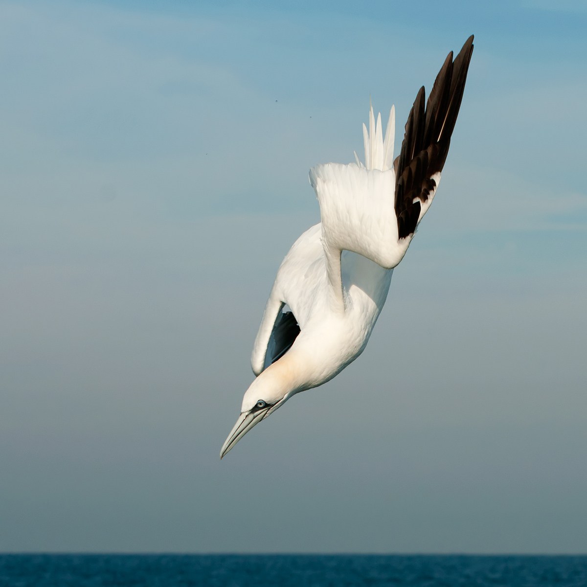Sula bassana in tuffo (Morus bassanus)