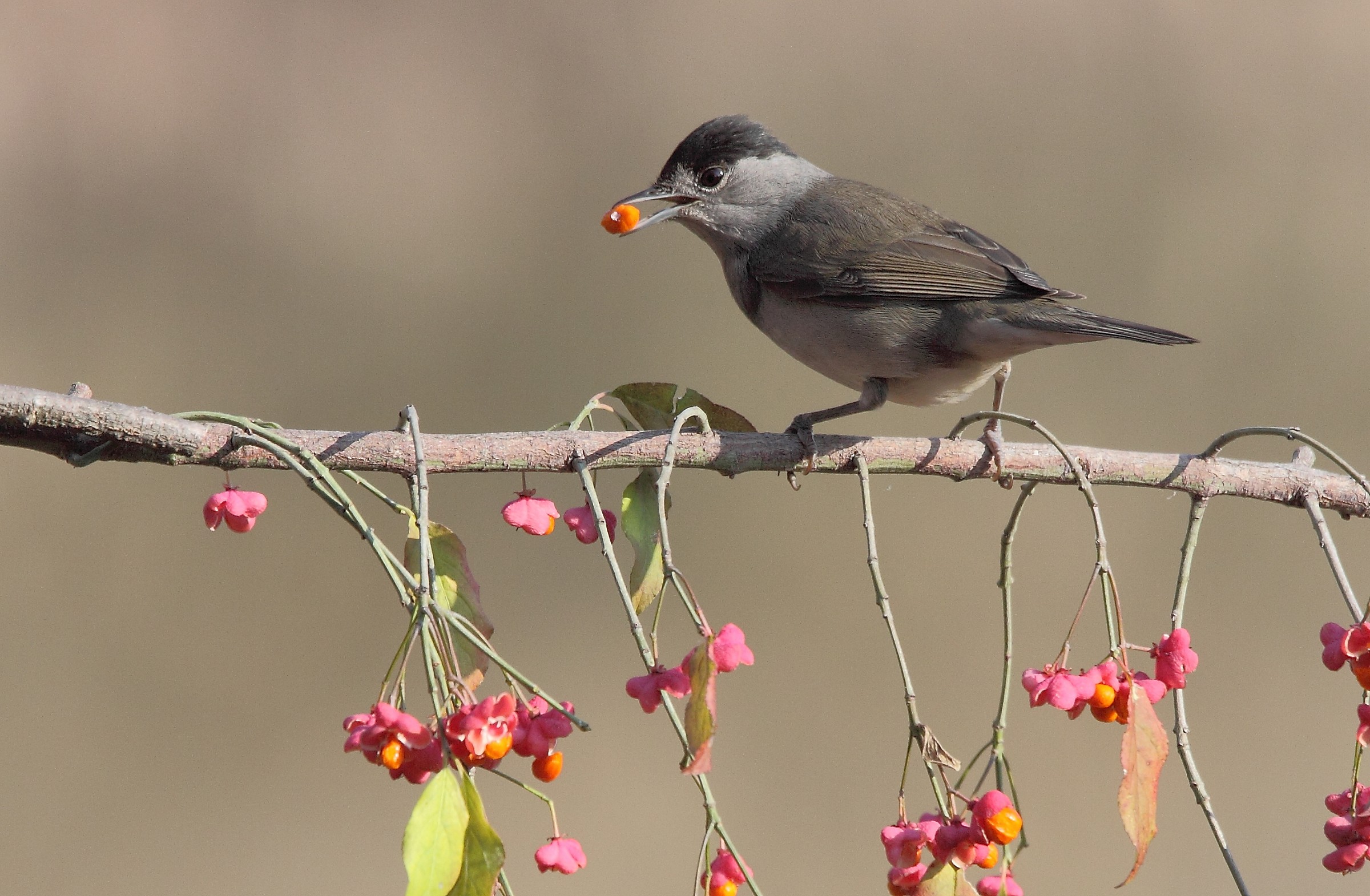 Capinera sul berretto del prete.