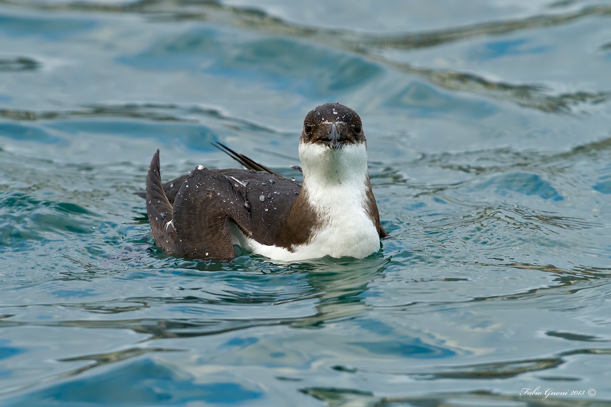 Razorbill post dive