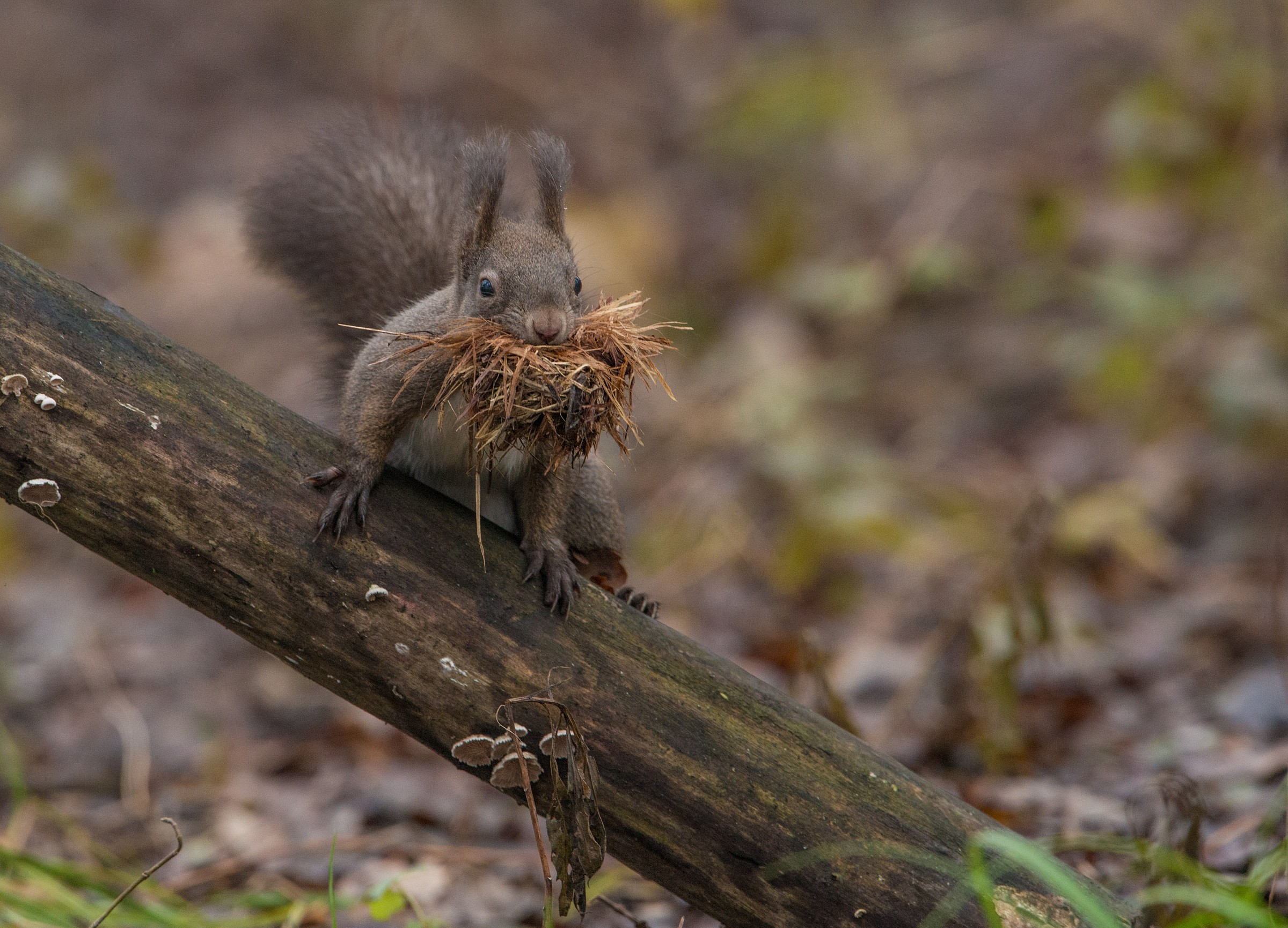X winter preparations