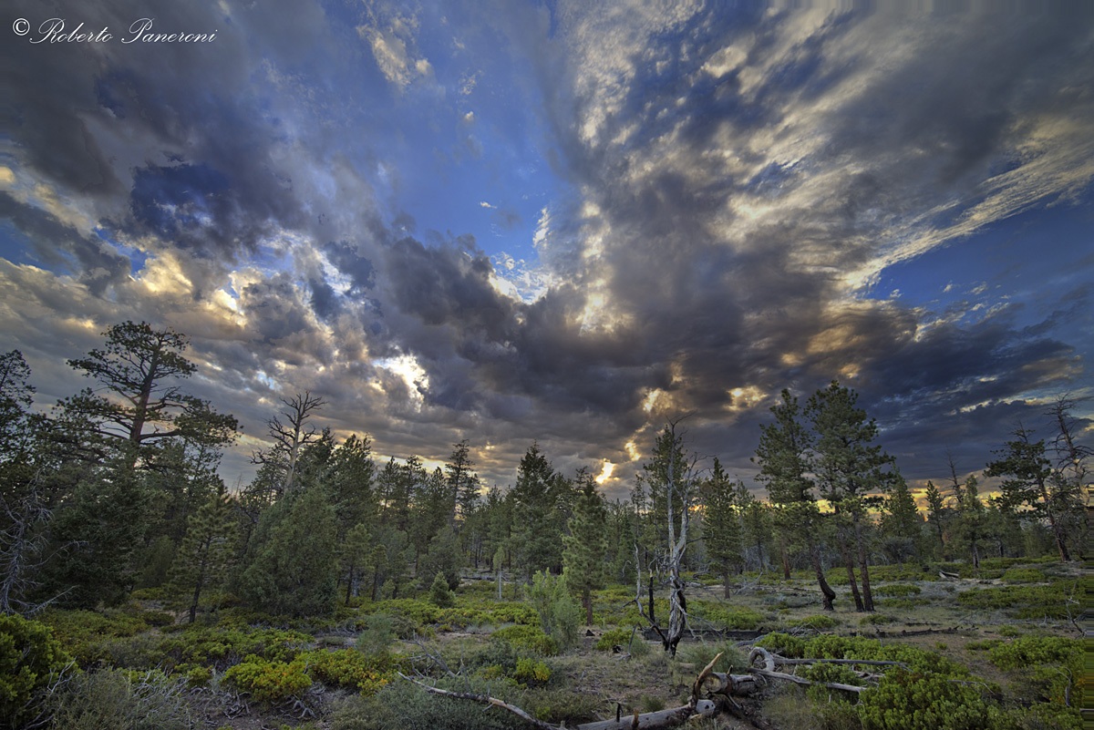 the woods of Bryce