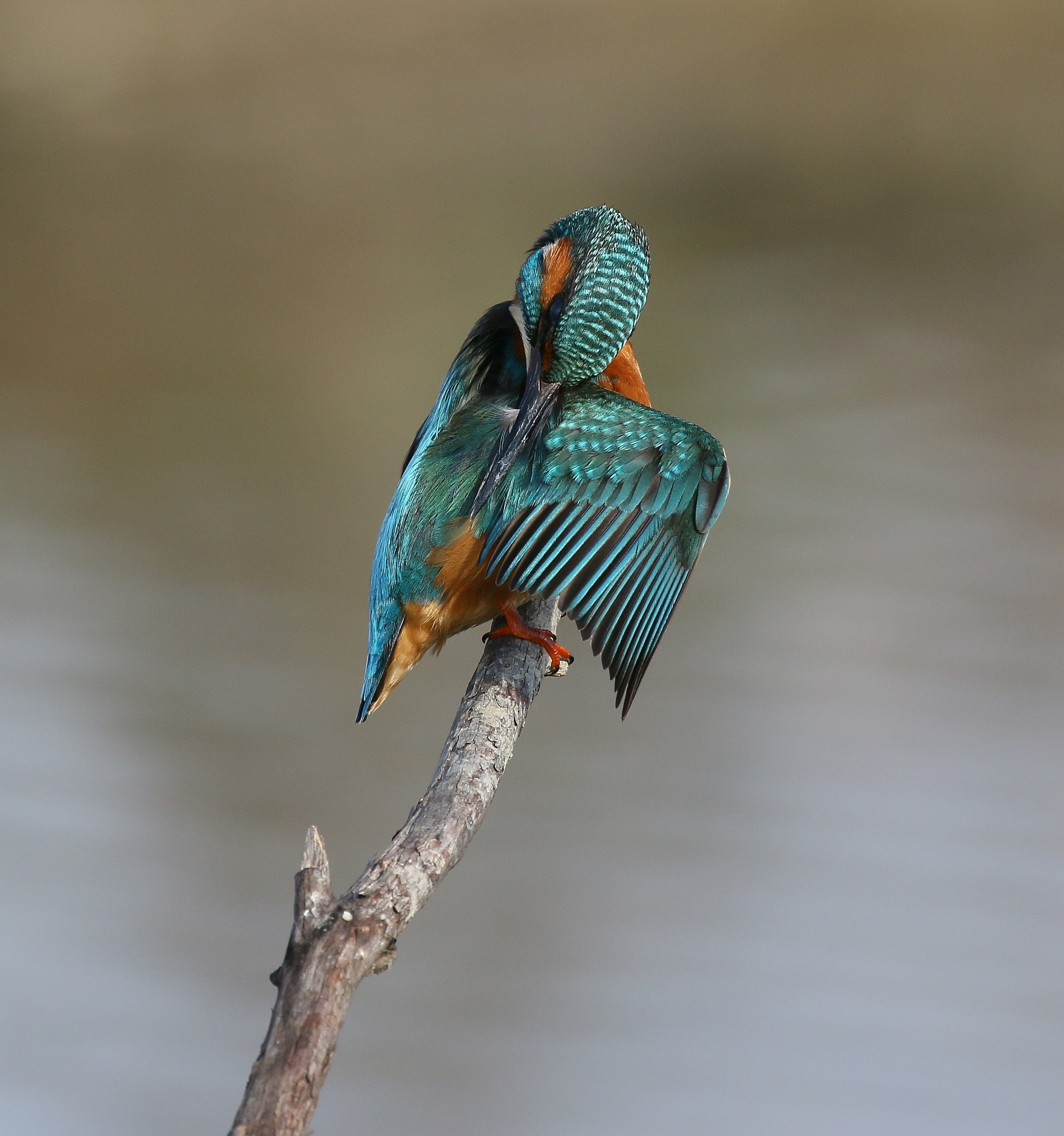 Kingfisher: Under the Wing