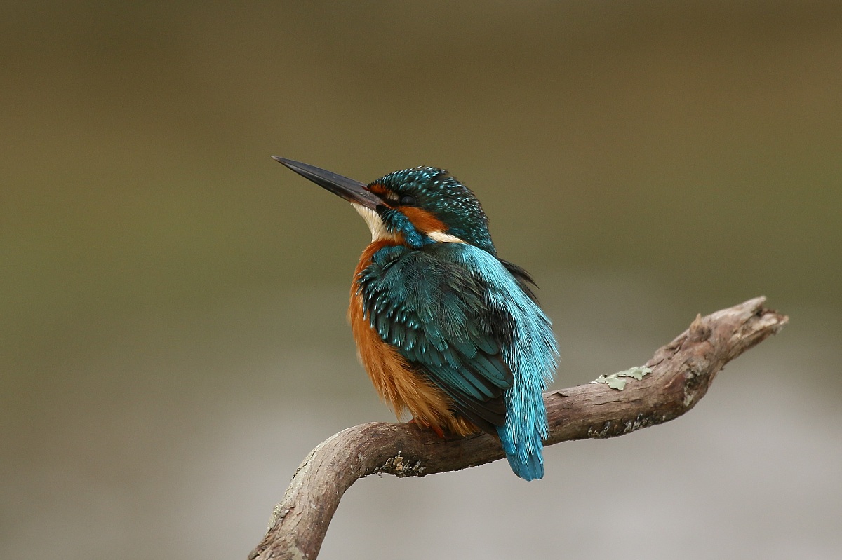 Kingfisher: looking at the sky