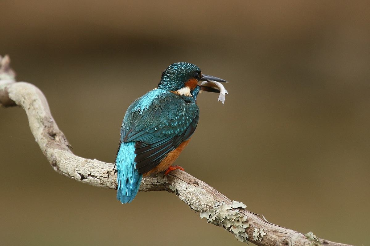 Kingfisher: prey
