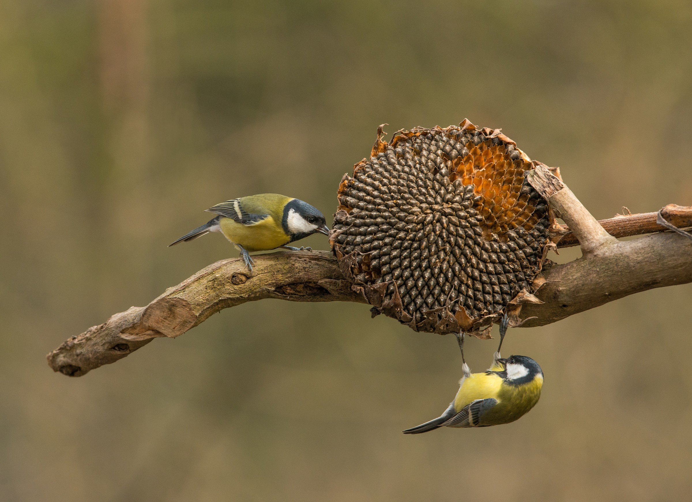 2 amici al ristorante
