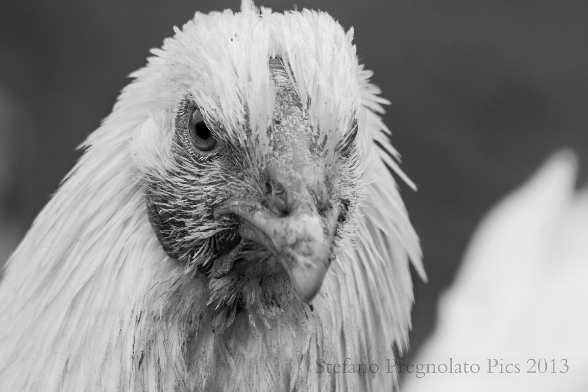 Hen Uncle Sergio (italy)