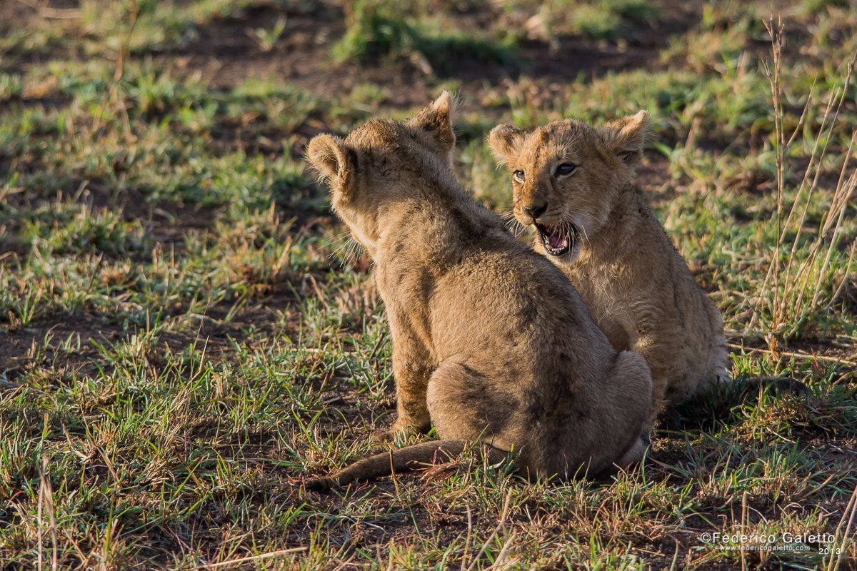 Chiacchiere tra fratelli