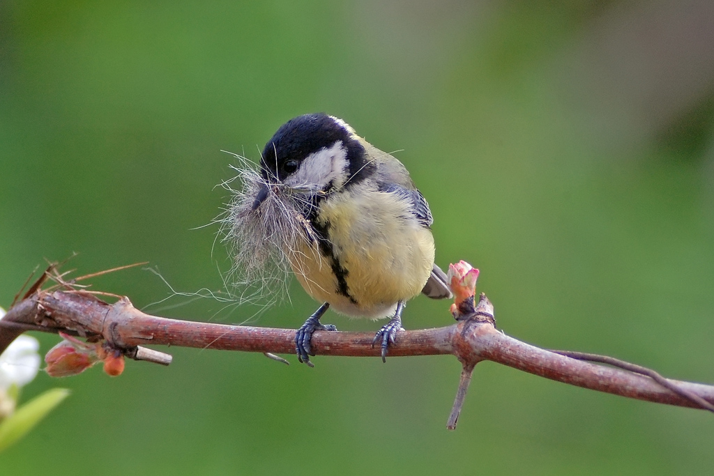 Cinciallegra di primavera