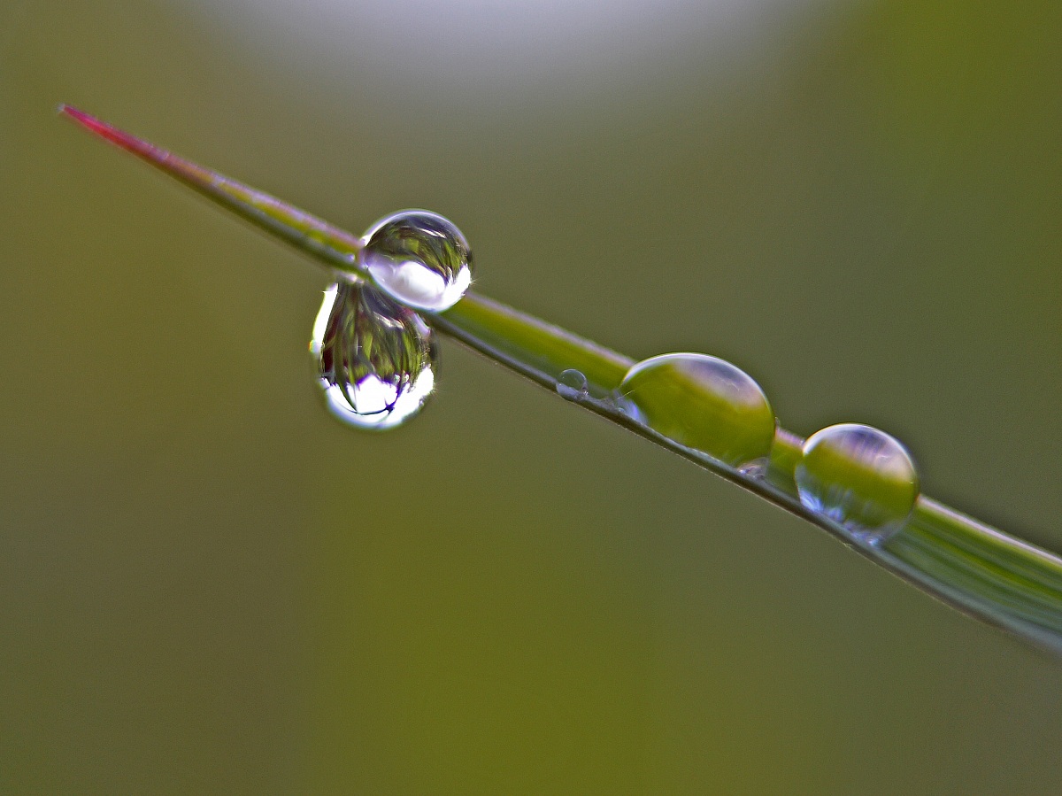 Water drops