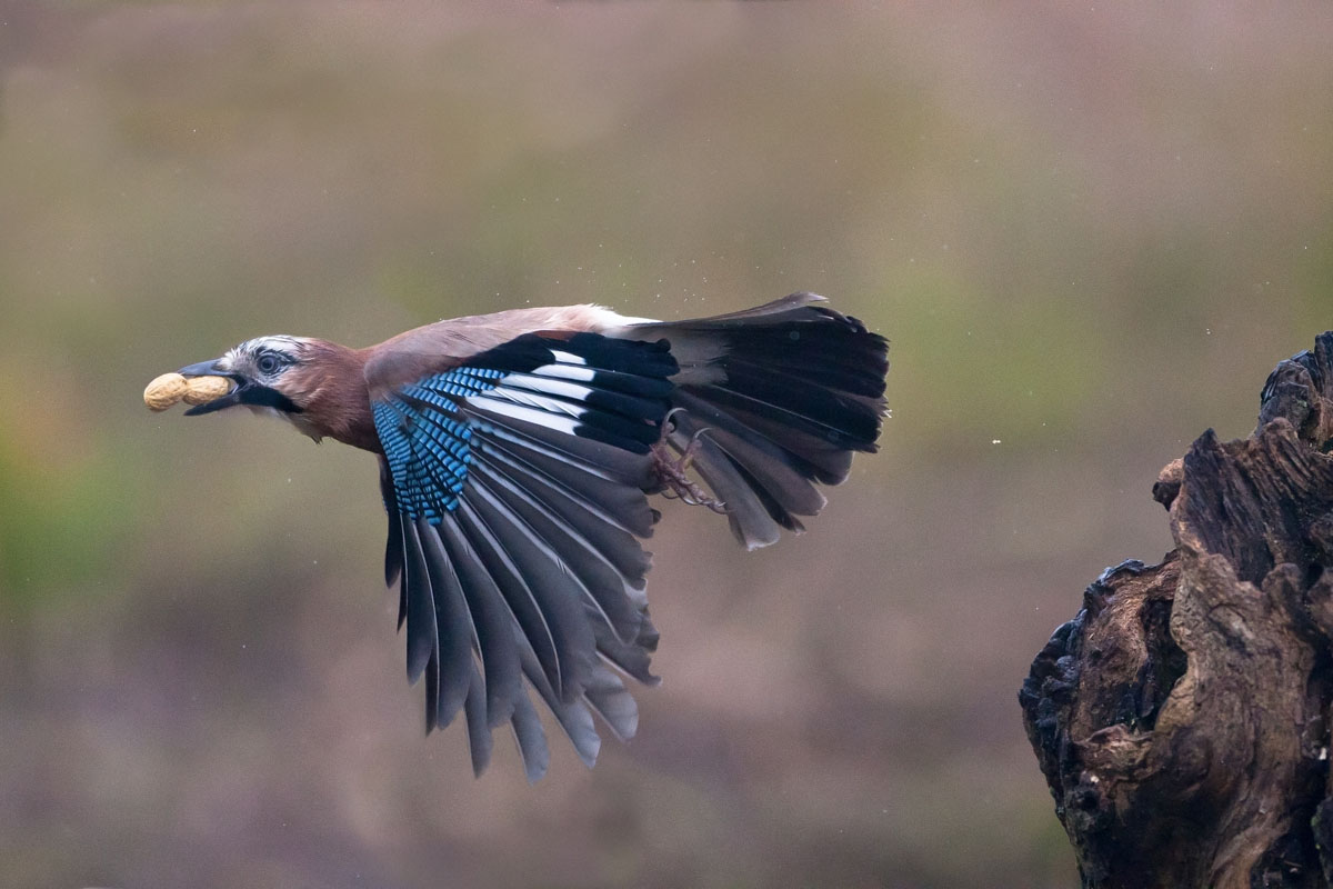 escape with the loot