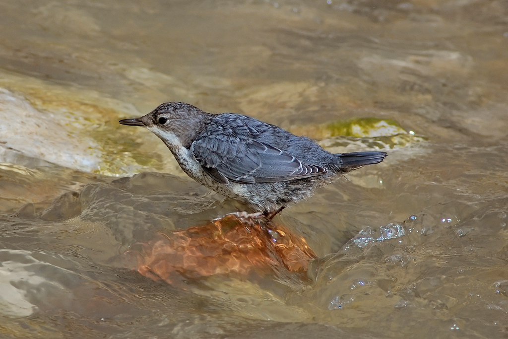 Merlo acquaiolo - juv.
