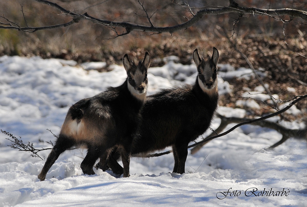 Giovani camosci ....