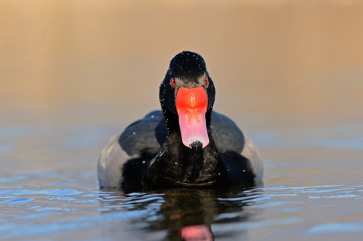 Pochard beccorosa