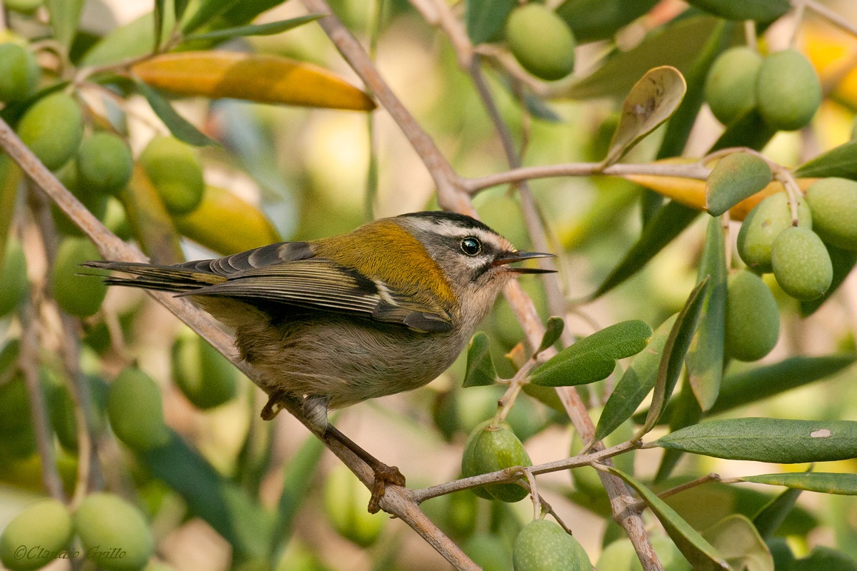 Firecrest
