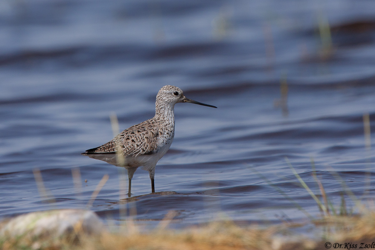 Marsh Sandpiper