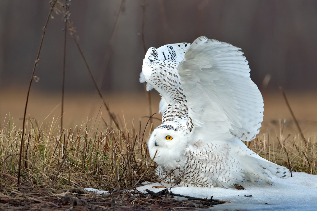 Snowy Owl