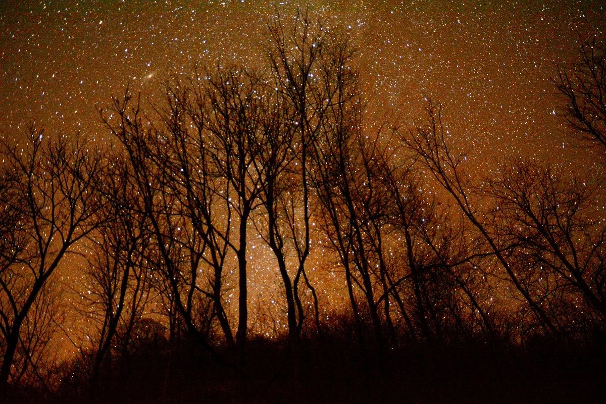 the forest and the stars