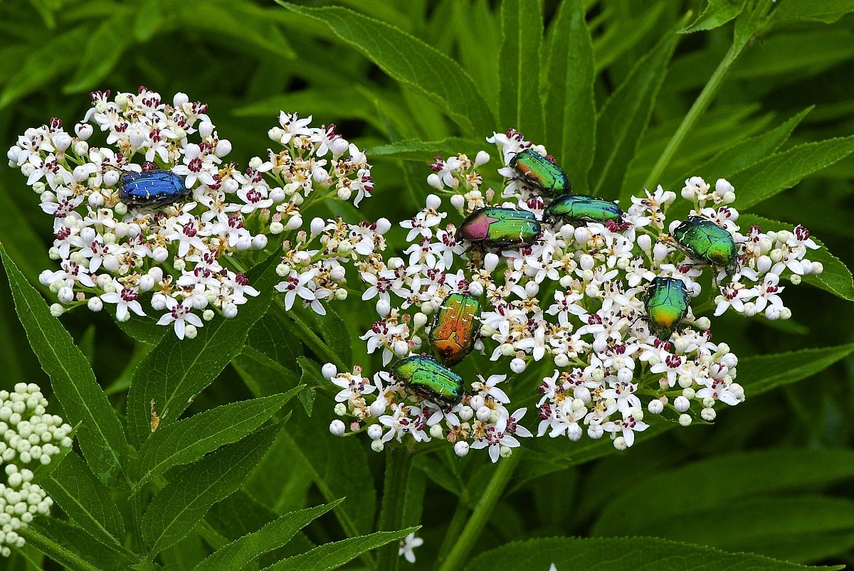 Breakfast at Tiffany's