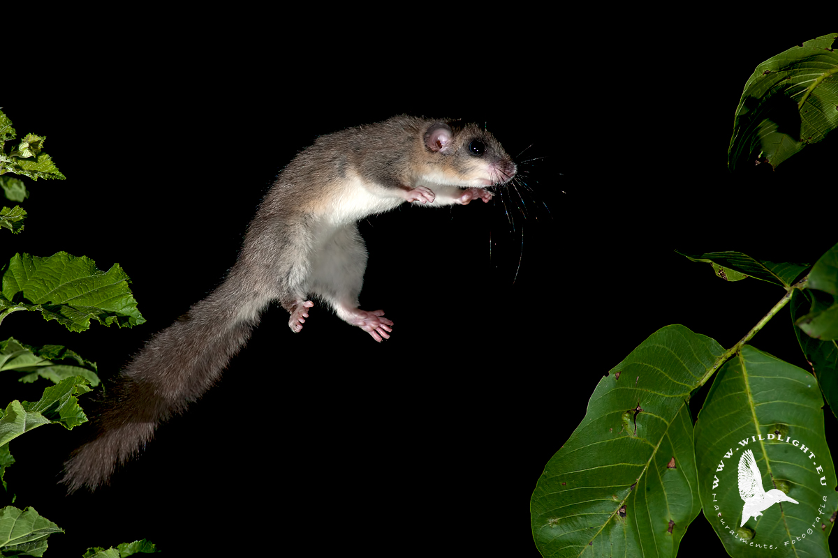 Dormouse the jump ...