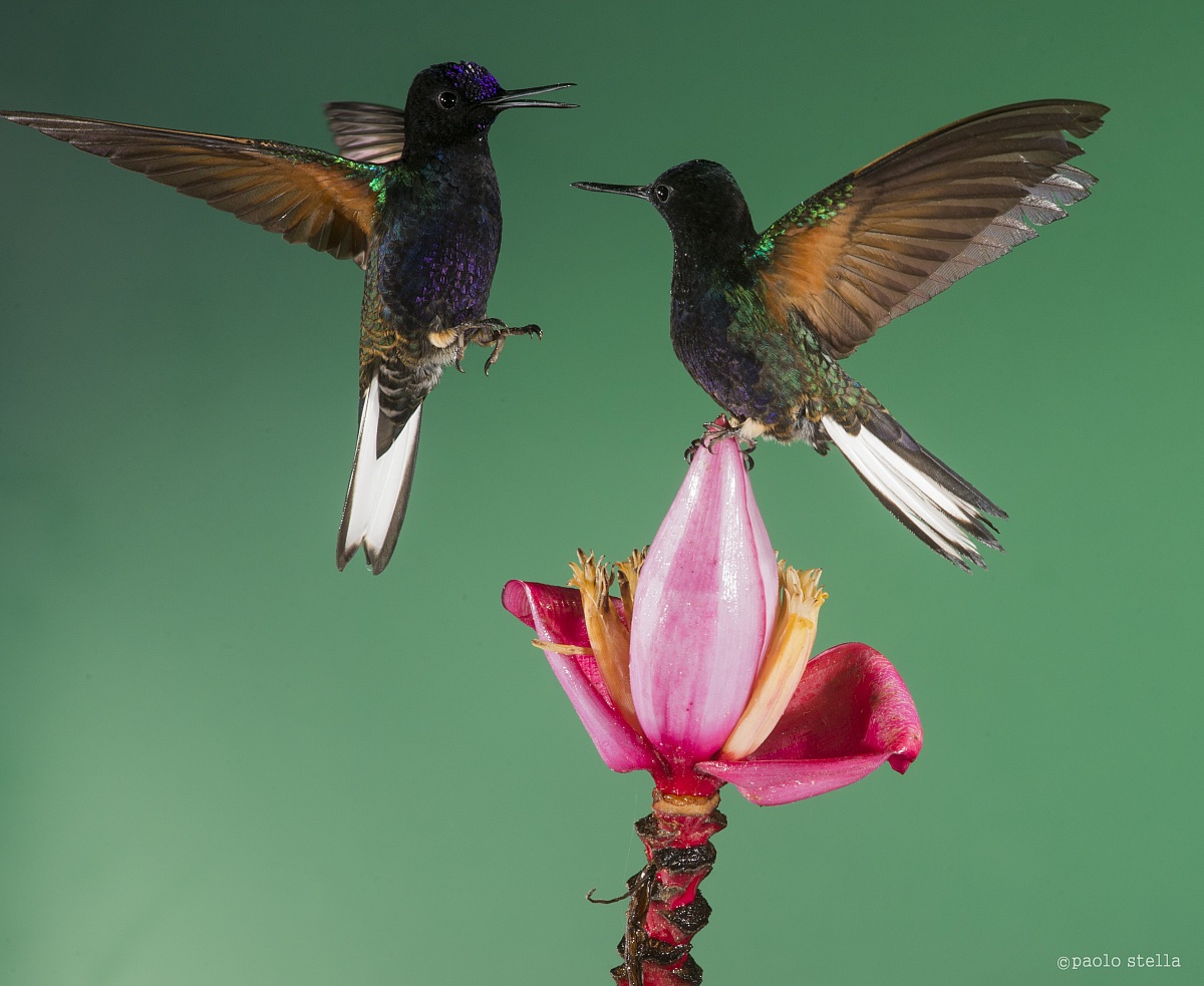 same flower ... Velvet-purple Coronet