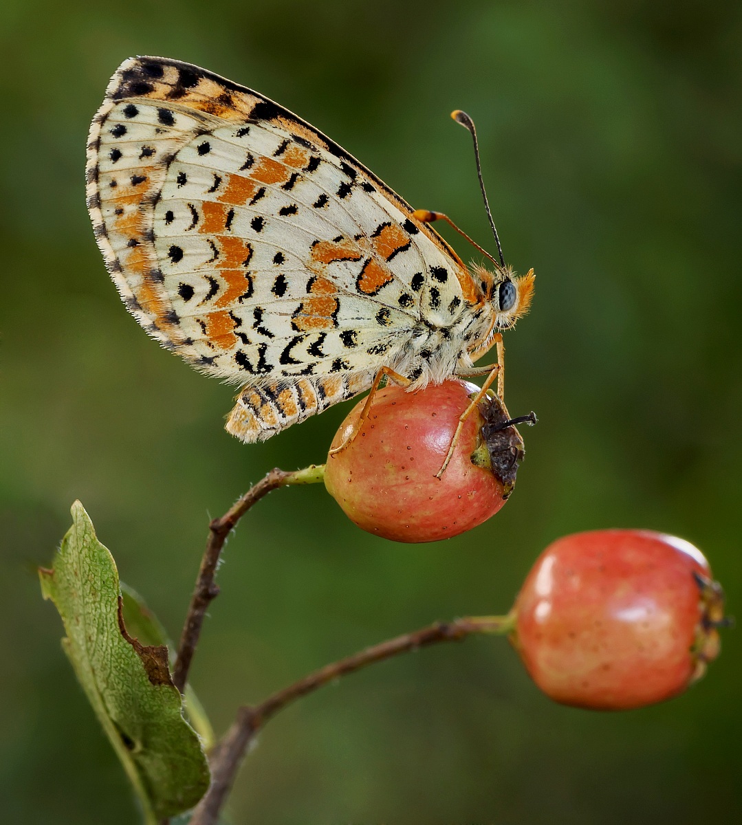Meliteae dydima su bacche...
