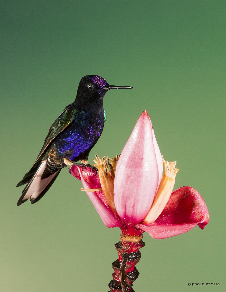 Velvet-purple Coronet (Boissonneaua Jardini)