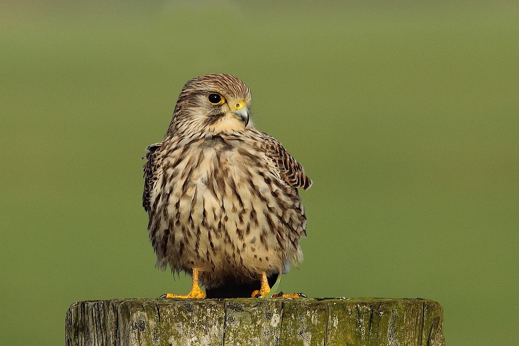 Kestrel