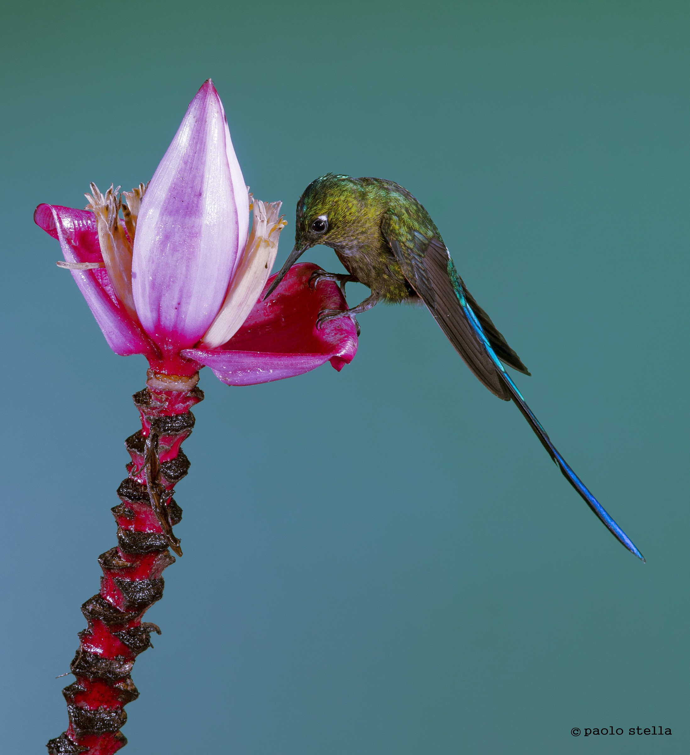 Long-tailed Sylph