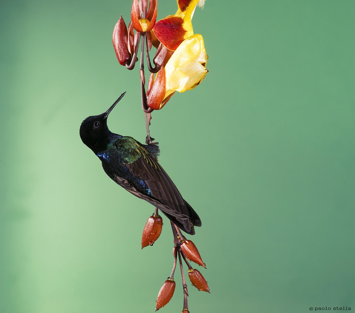 Velvet-purple Coronet