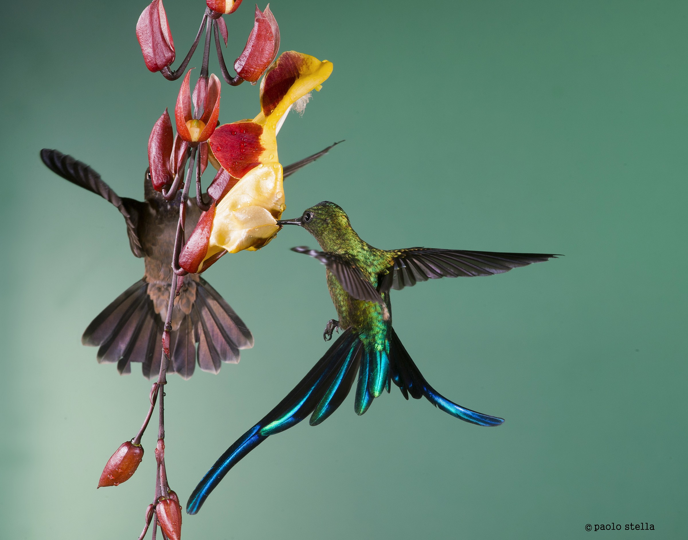Long-tailed Sylph & Brown Inca