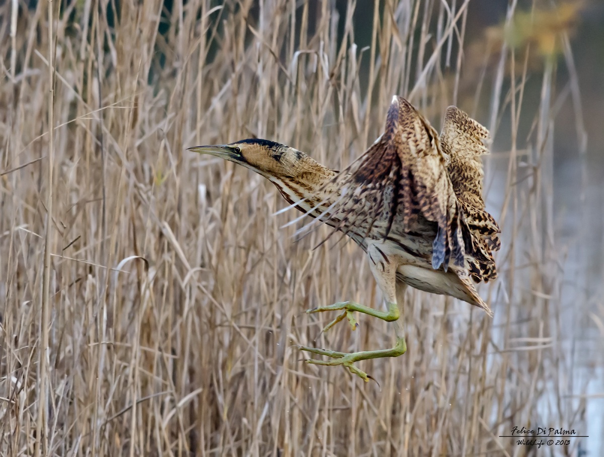 Tarabuso saltellante