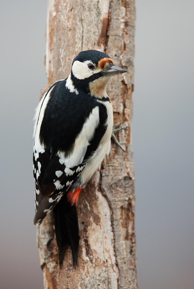 picchio rosso maggiore