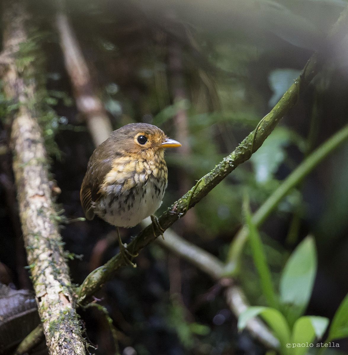 Streak-chested Antpitta (Hylopezus perspicillatus)
