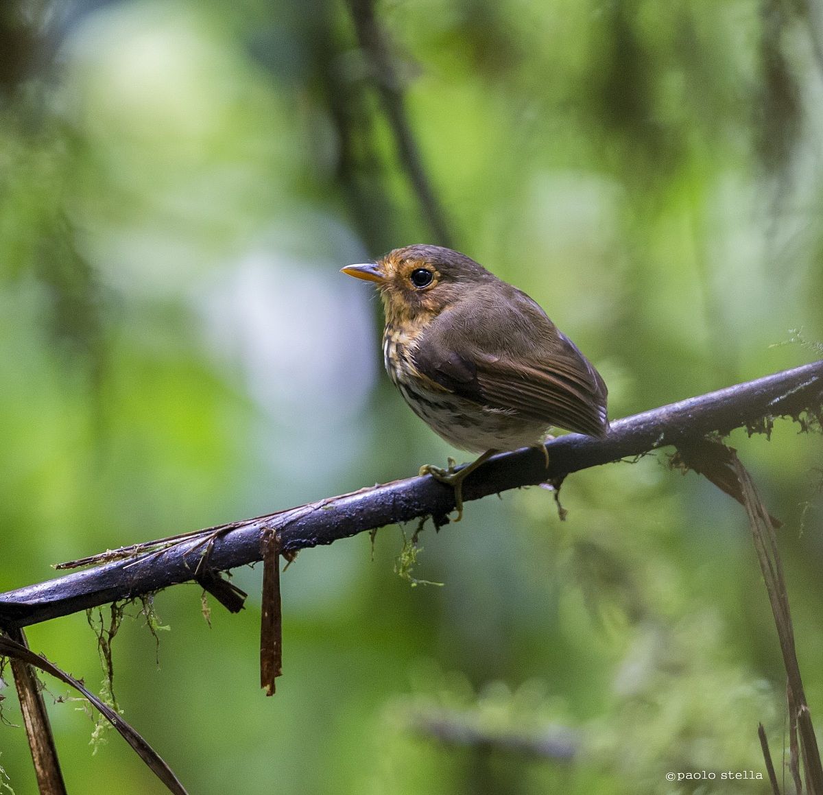 Streak-chested Antpitta (Hylopezus perspicillatus)