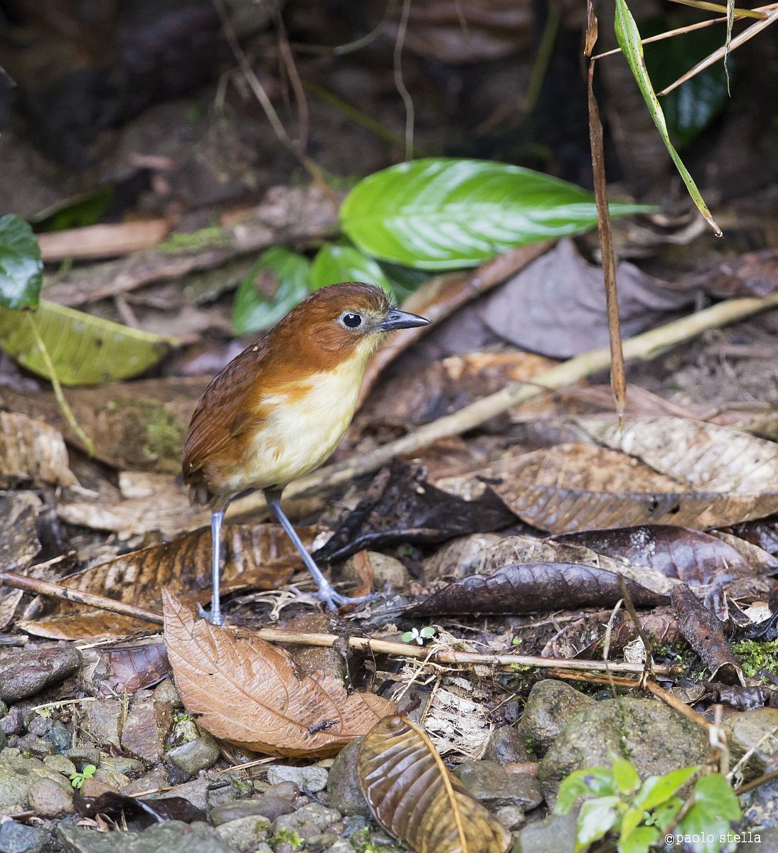 Tawny Antpitta (Grallaria quitensis)