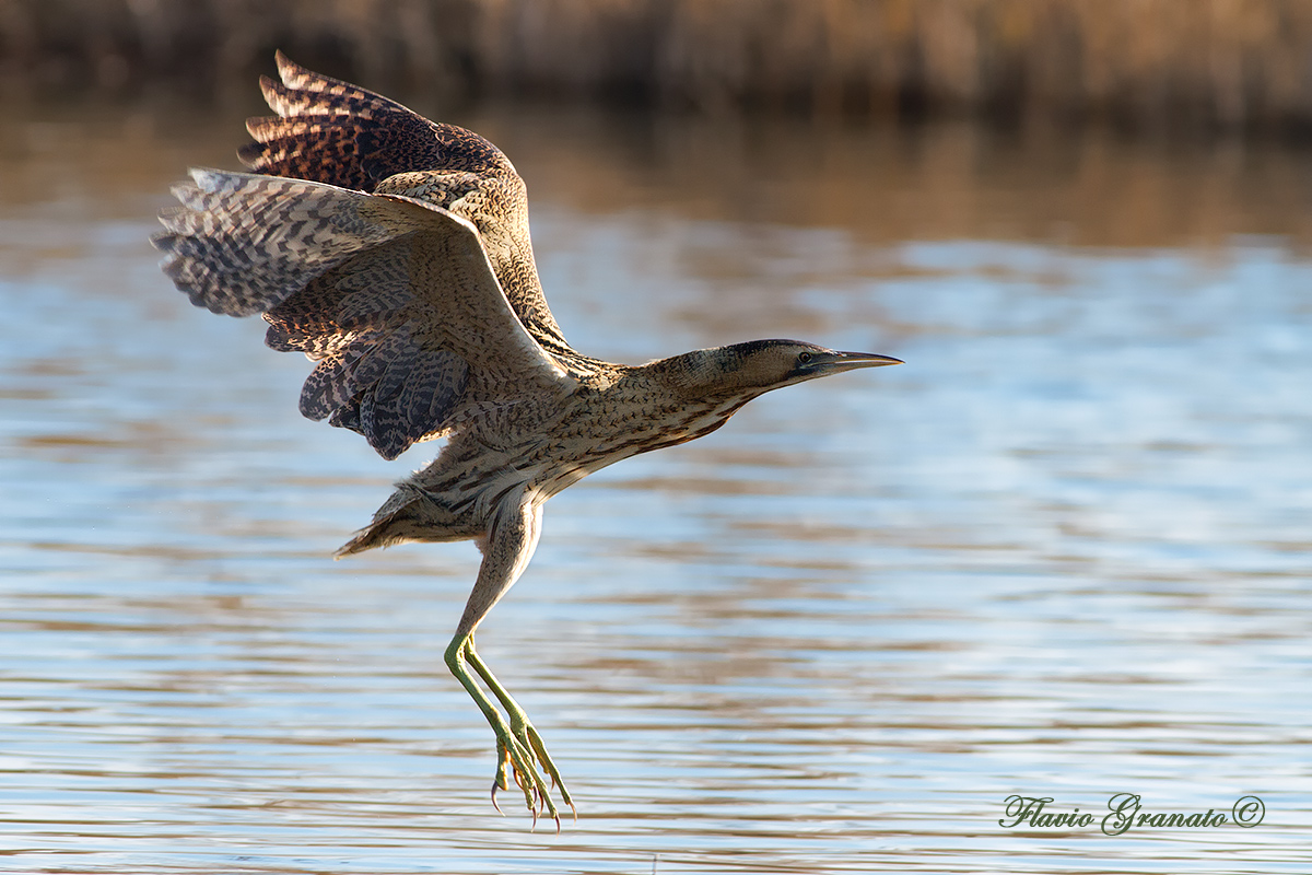 bittern Christmas
