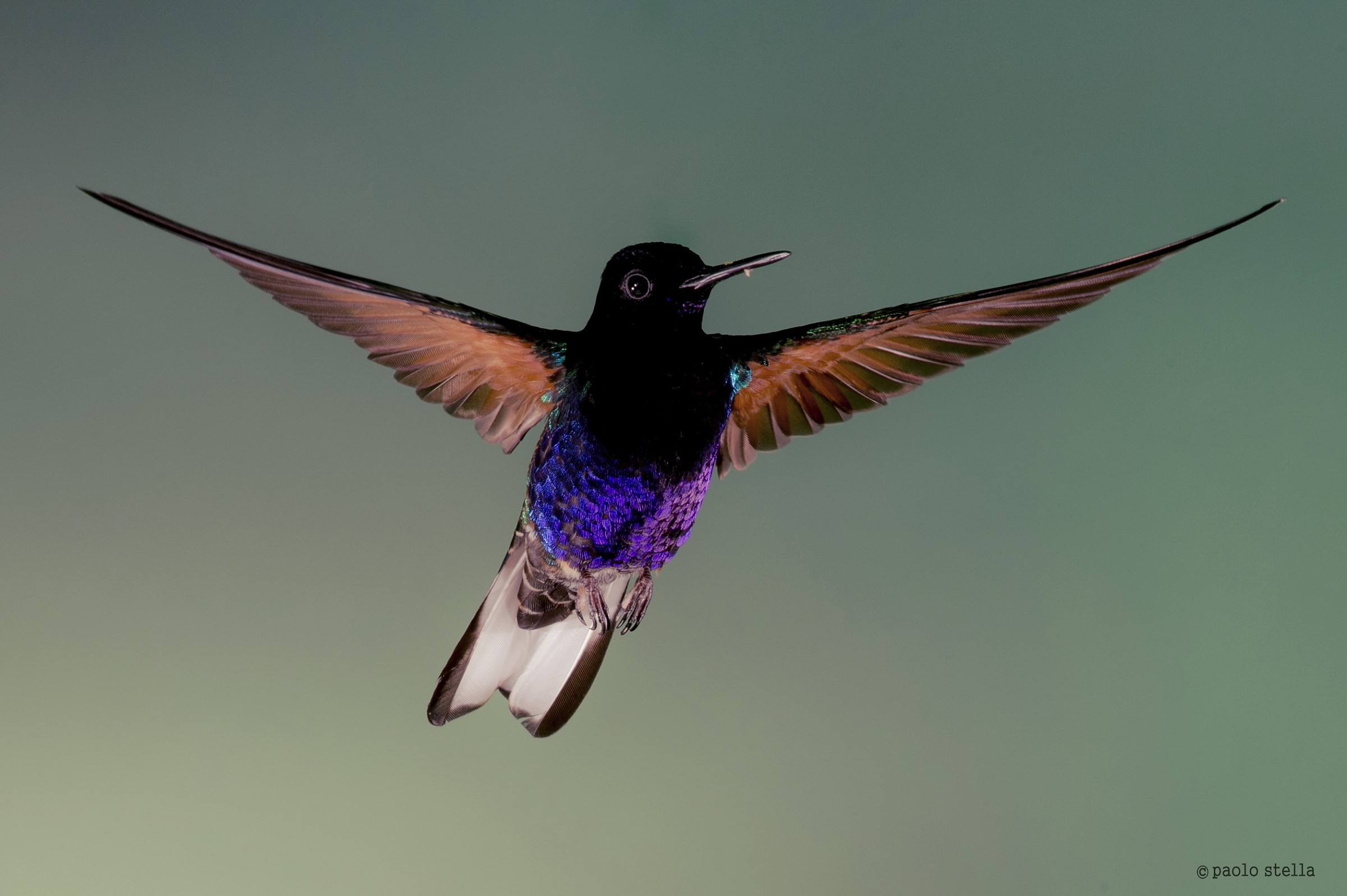 Velvet-purple Coronet on the flight