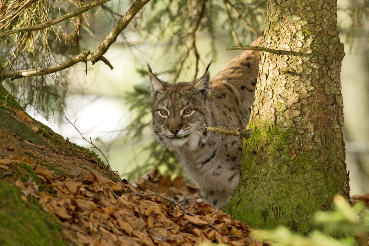 The Lynx