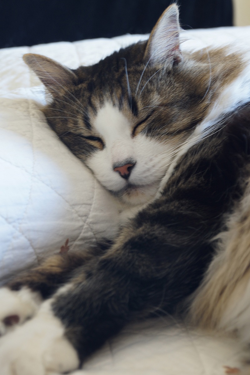 Con la testa sul cuscino.........