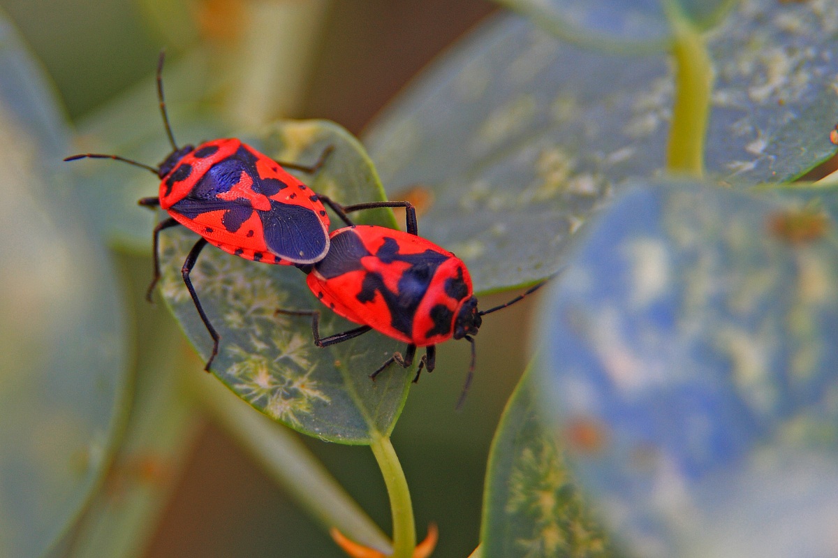 Coccinelle in intimacy