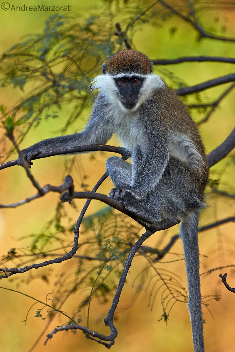 Vervet Monkey