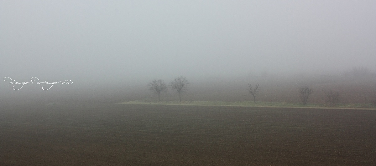 Nebbia in Maremma !