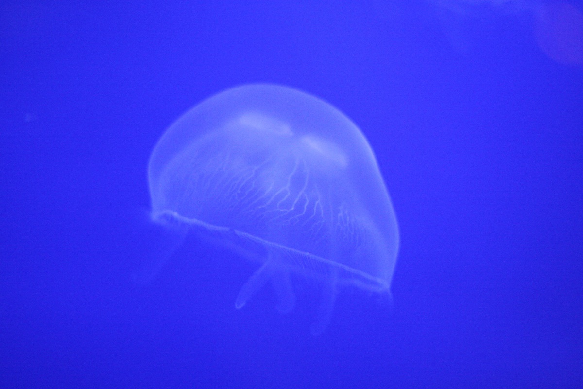 Aquarium of Genoa "essence"