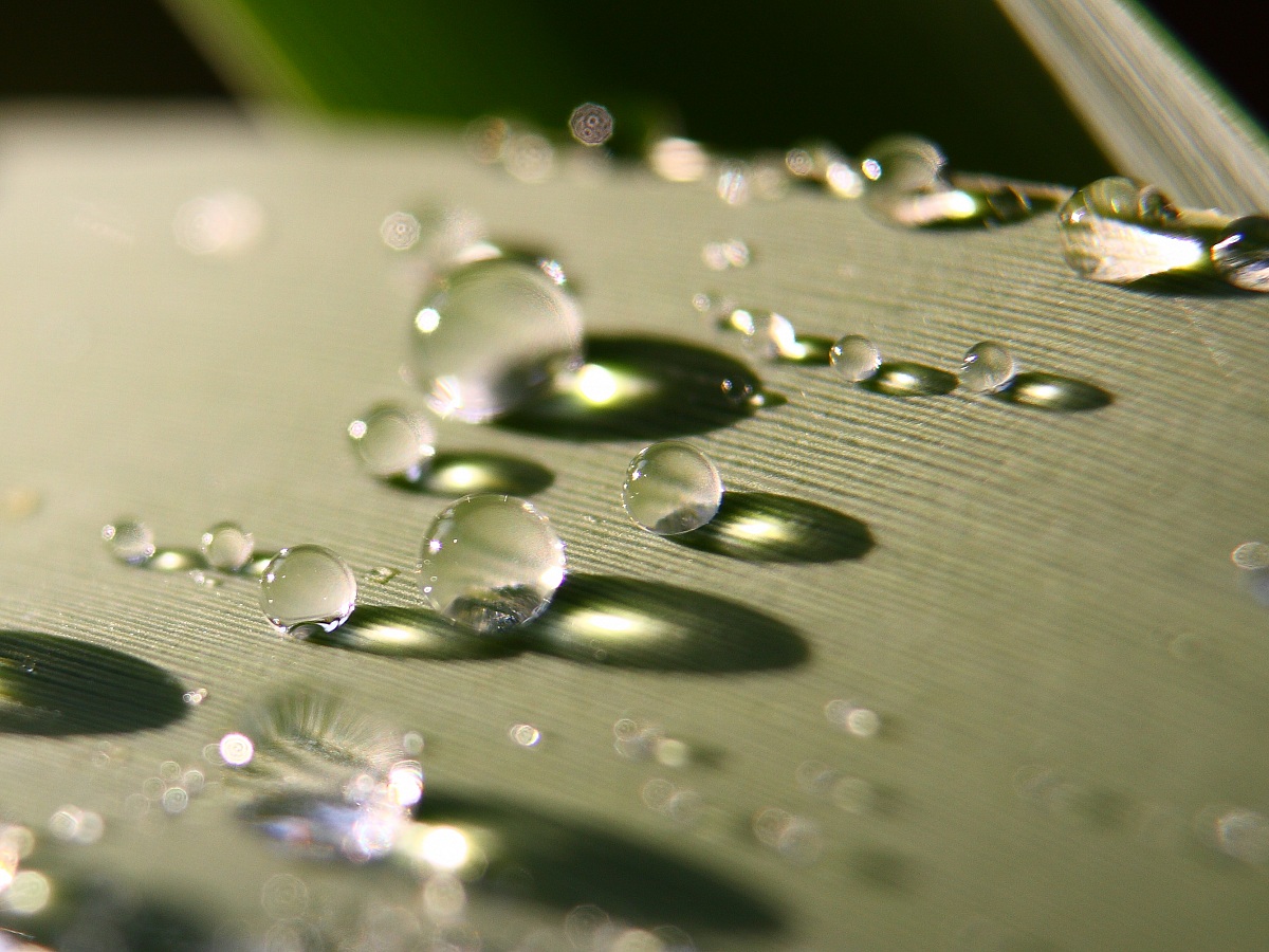 Dew drops