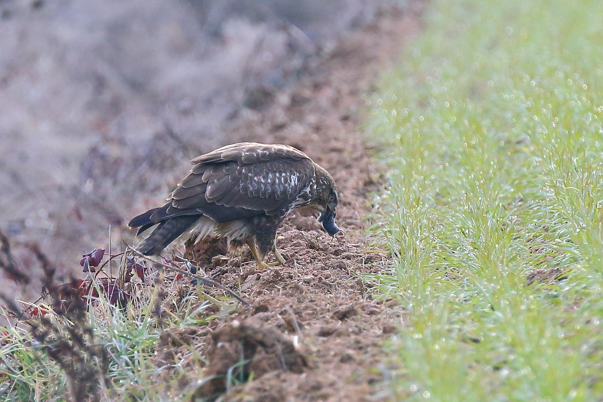 The meal of the Buzzard