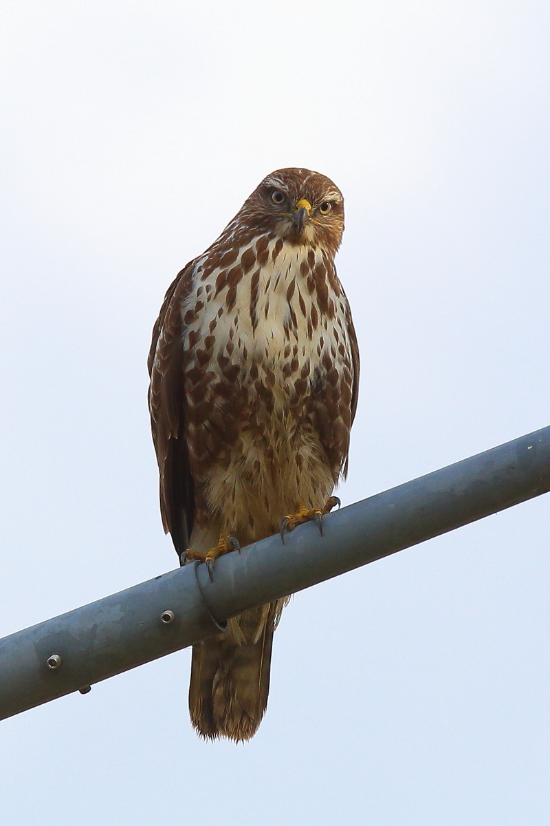 Portrait of the Buzzard