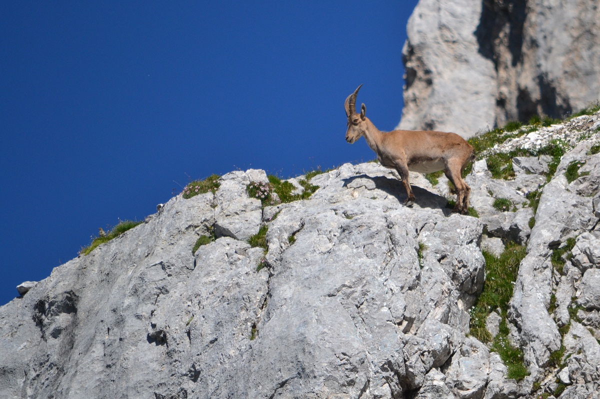 Female ibex in environment