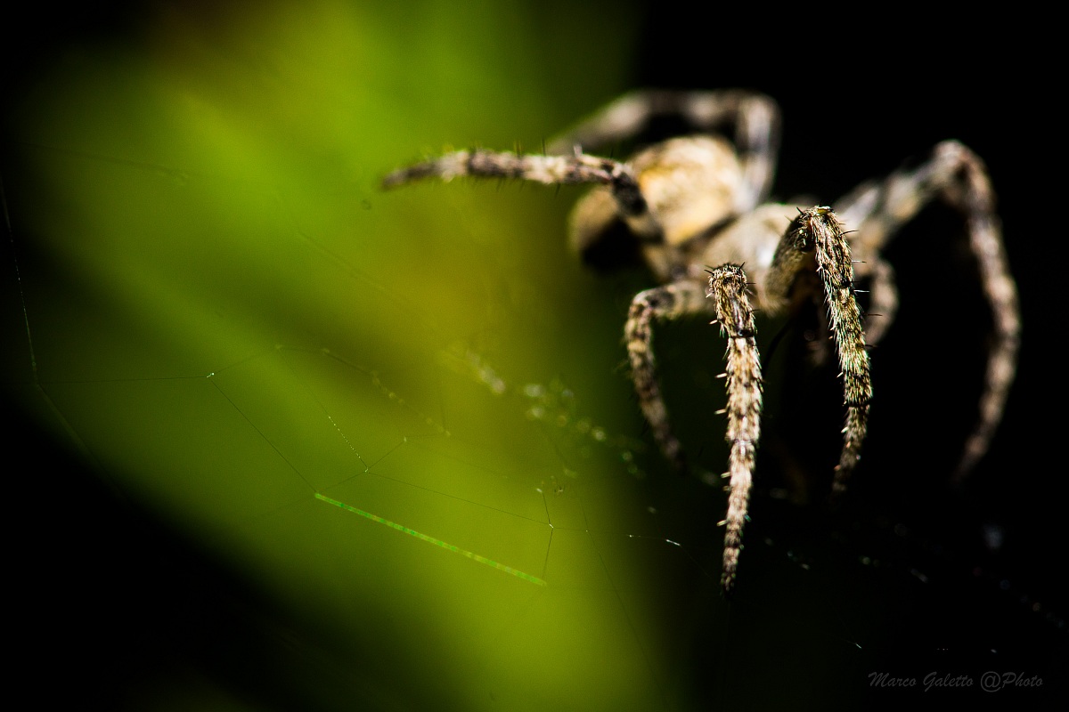 Spider in the dark
