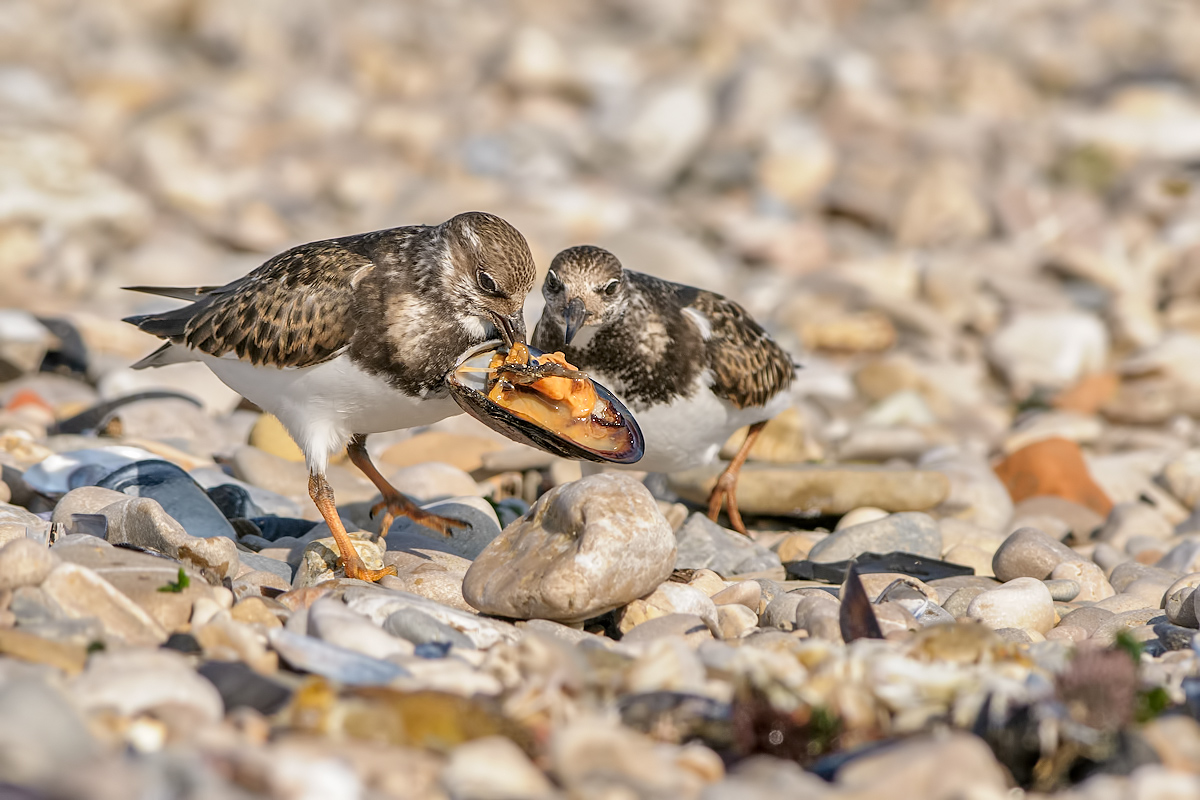 Voltapietre - (Arenaria interpres)