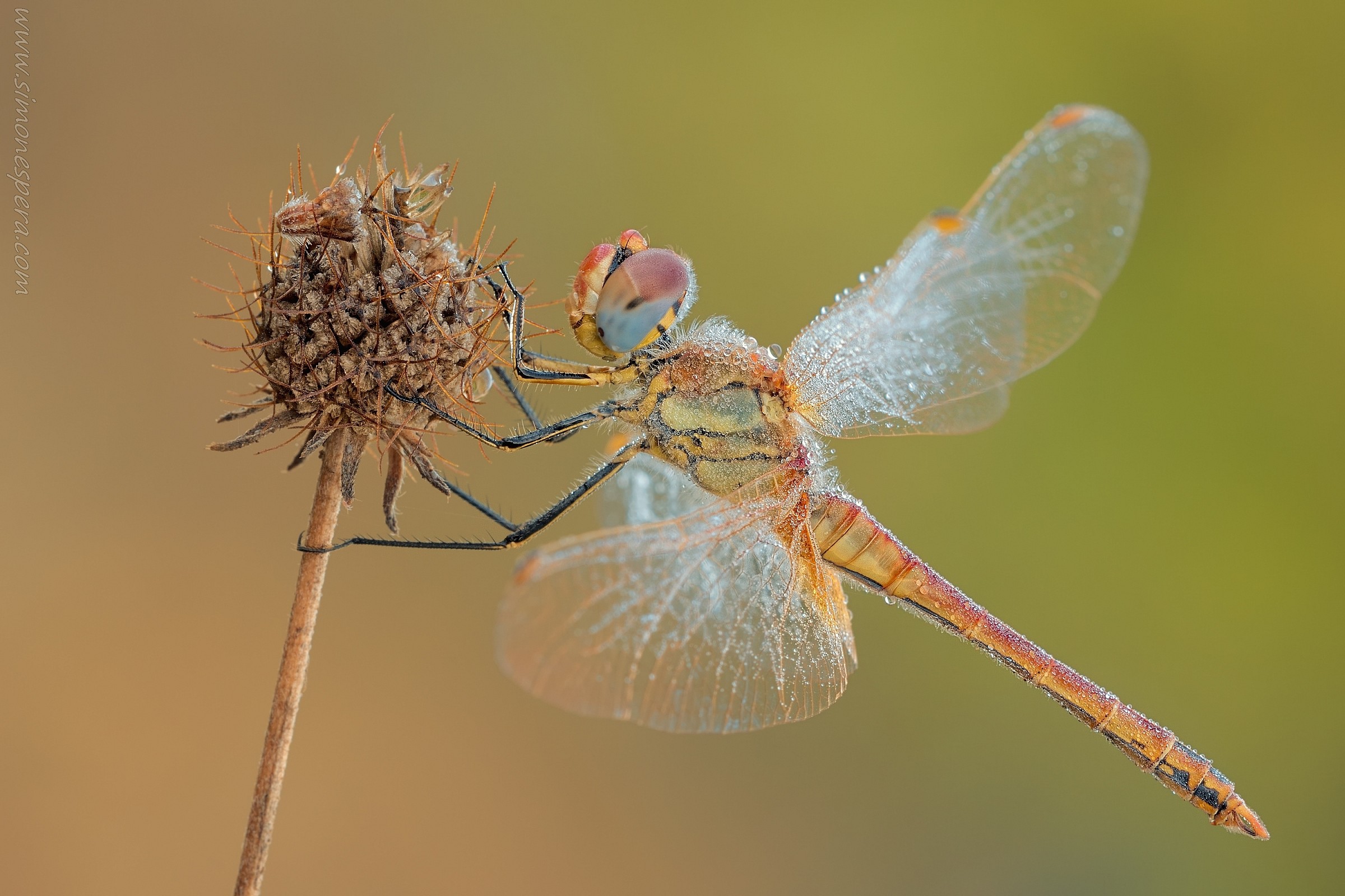 Sympetrum.....